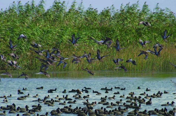 پیوستن به شبکه جهانی شهرهای تالابی نقطه عطفی برای بندر کیاشهر