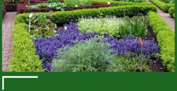 برداشت قریب به ۹ هزار تن انواع گیاه دارویی در گیلان