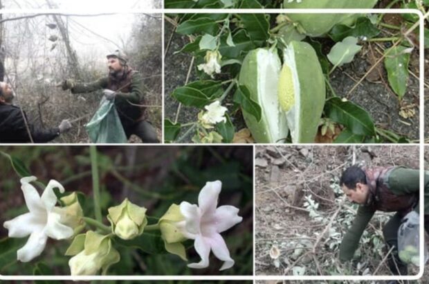 گیاه مهاجم آروجیا بلای جان جنگل های گیلان گیاه مهاجم آروجیا بلای جان جنگل های گیلان