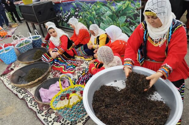 نخستین جشنواره برداشت برگ سبز چای در شهرستان لنگرود برگزار شد