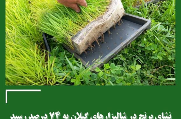 انجام نشای برنج در ۱۷۸ هزار هکتار از شالیزارها انجام نشای برنج در ۱۷۸ هزار هکتار از شالیزارها