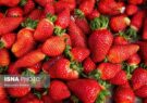 پیش بینی برداشت ۲۶۰۰ تنی توت فرنگی در گیلان