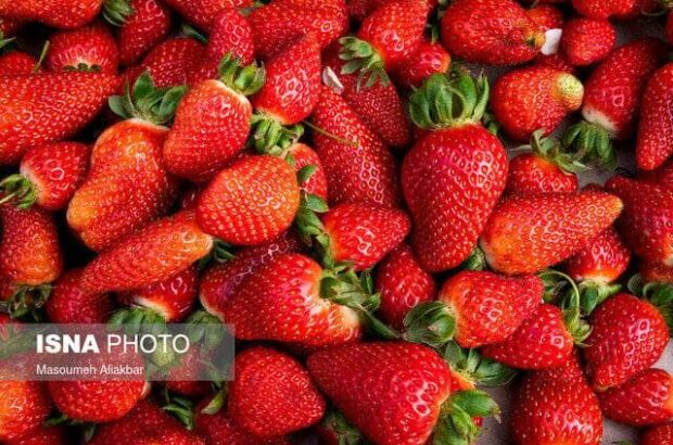 پیش بینی برداشت ۲۶۰۰ تنی توت فرنگی در گیلان