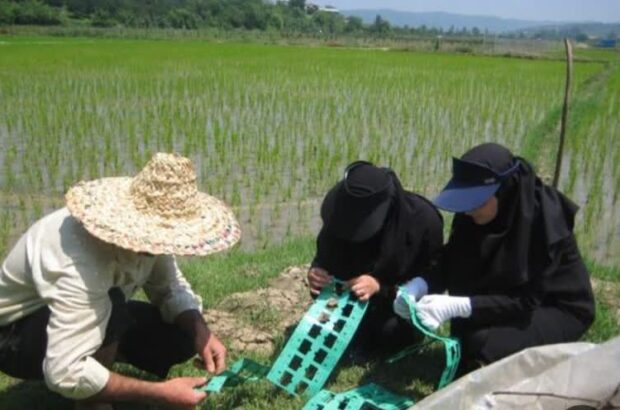 برنجکاران گیلانی از زنبورهای تریکوگراما علیه کرم ساقه خوار برنج استفاده کنند برنجکاران گیلانی از زنبورهای تریکوگراما علیه کرم ساقه خوار برنج استفاده کنند