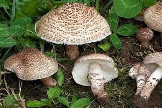 از مصرف قارچهای وحشی و خود رو در طبیعت خودداری کنید از مصرف قارچهای وحشی و خود رو در طبیعت خودداری کنید