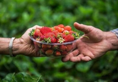 پیشبینی برداشت ۲۶۰۰ تن توتفرنگی در گیلان